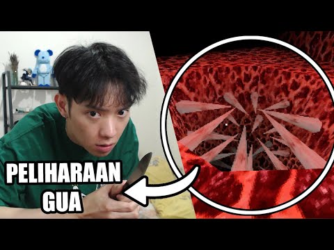 Video: Bisakah kamu memelihara bilbies sebagai hewan peliharaan?