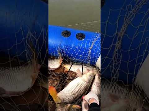 Видео: 3 САЗАНА ЗА ПОДЪЕМ. ЗИМНИЙ САЗАН НА ПАУК ПОДЪЁМНИК. #fishing #рыбалка #낚시