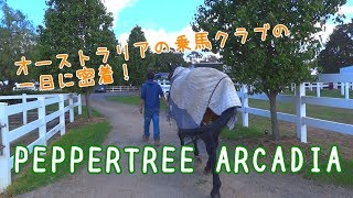 オーストラリアの乗馬クラブの一日を紹介！｜A day at Pepperreee Arcadia (Eng Subs)