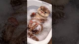 Baby otter's first bubble bath 🛁 #shorts #otter #bubbles