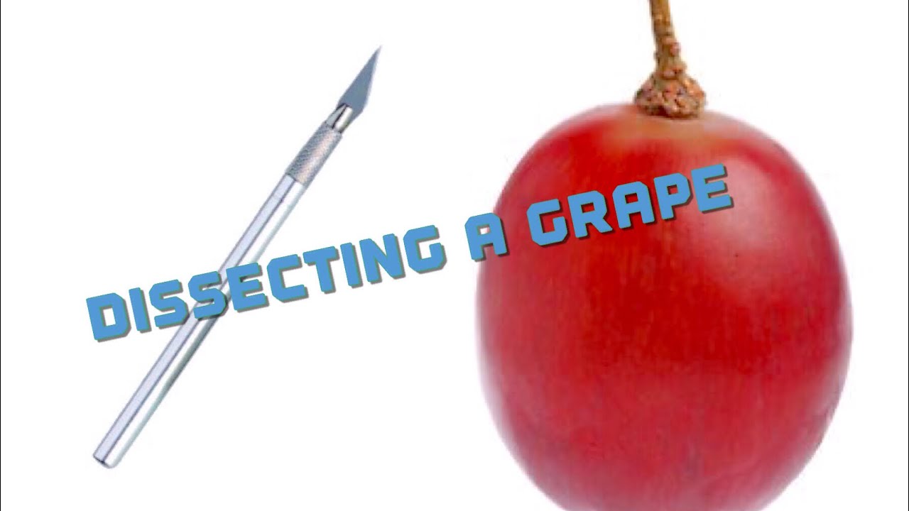 Dissecting a Grape - YouTube