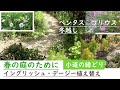 【イングリッシュ・デージー植えかえ】春の庭のために《コリウス／ペンタス冬越し》霜が降りる前にしていること
