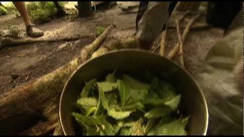 Dennis McKenna PhD: Ayahuasca Origins