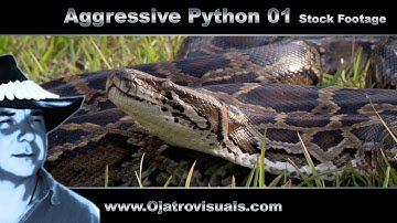Aggressive Python 01 Stock Footage