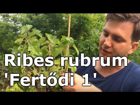 Videó: Fekete Ribizli - Tulajdonságok, Előnyök, Fogyasztás, Tápérték, Vitaminok