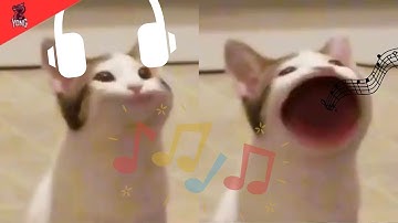 【Android/iOS】Top 9 Song by Duet Cats: Cute Popcat Music