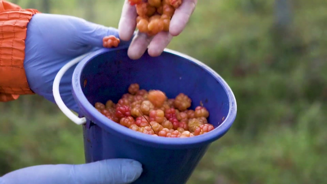 Marjan Tarina Hilla Vara Bar Hjorton Polarica Berries Youtube