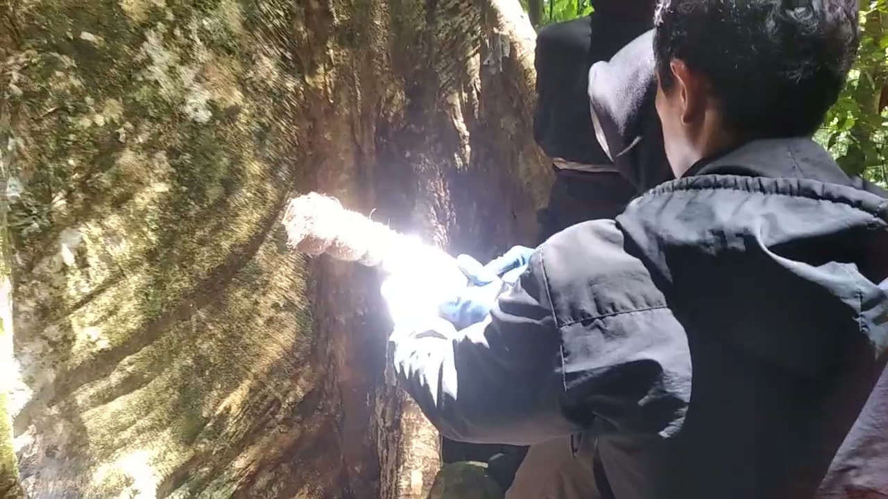 Proses panen lebah madu sialang hutan