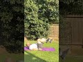 Daily Exercise: Supine leg extension