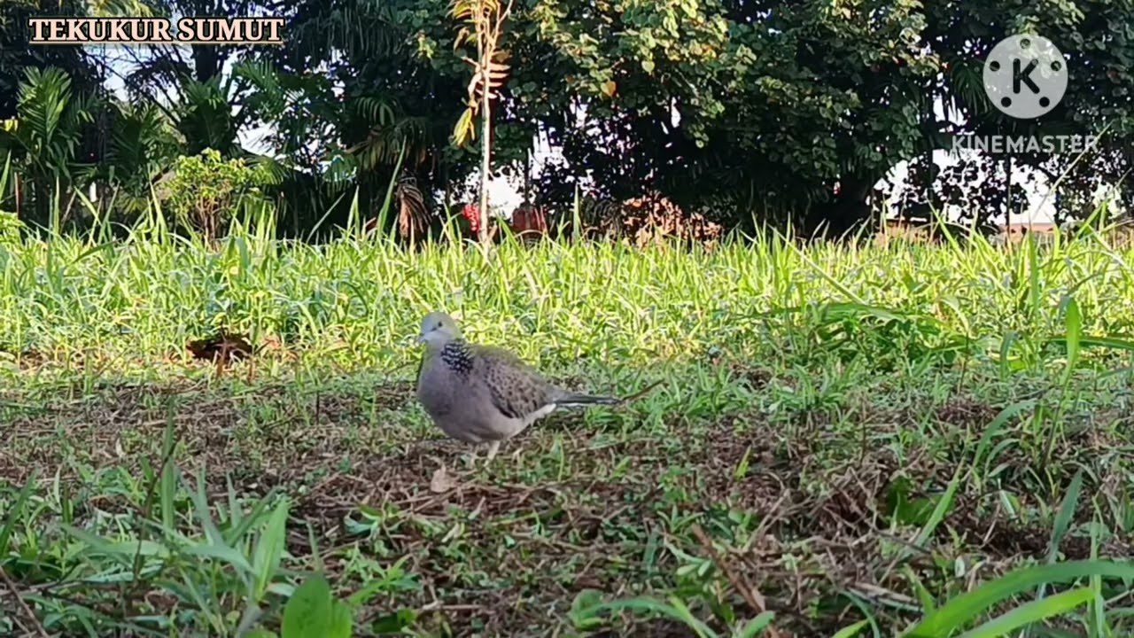 Perm4in4n Tekukur Betina#tekukur #burung #tekukursultan #birds #tekukurliar 