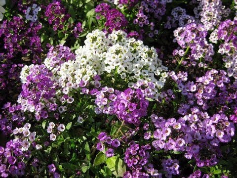 Video: Alyssum: urug'lardan, ko'rsatmalardan va fotosuratlardan o'sadi