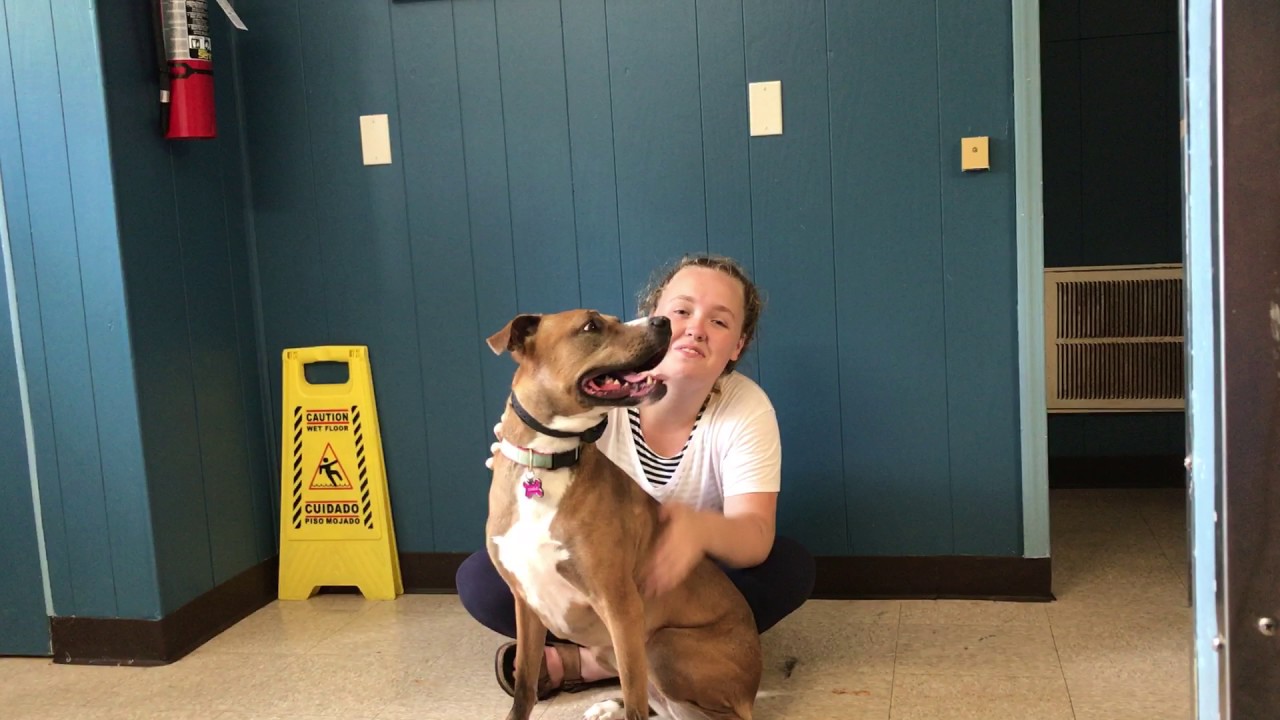 CHARLIE OWNERS TESTIMONIALS puppy training crate schedule