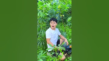 1 đồng mua dược gì? #shorts #tiktok #foryou #fyp #xuhuong #langlieu