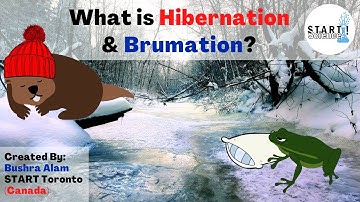 What do Hibernation and Brumation mean?