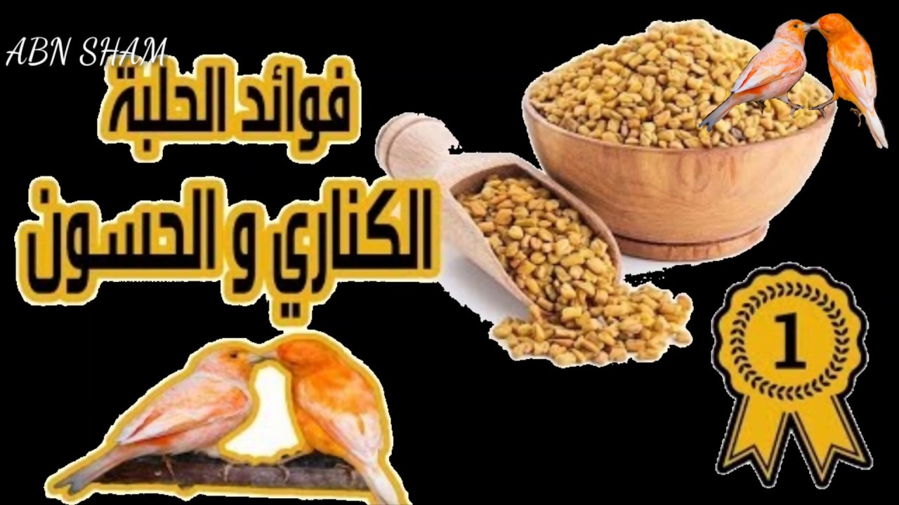 فوائد الحلبة لطيور الكناري والحسون والبادجي
