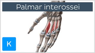 Palmar Interossei Muscles - Origins & Function - Human Anatomy | Kenhub