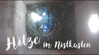 Es ist zu warm im Nistkasten an Bruttag Nr. 12