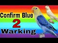 How to produce confirm Blue 2 bird | How to produce confirm albino blue 2 bird | Blue 2 fisheri.