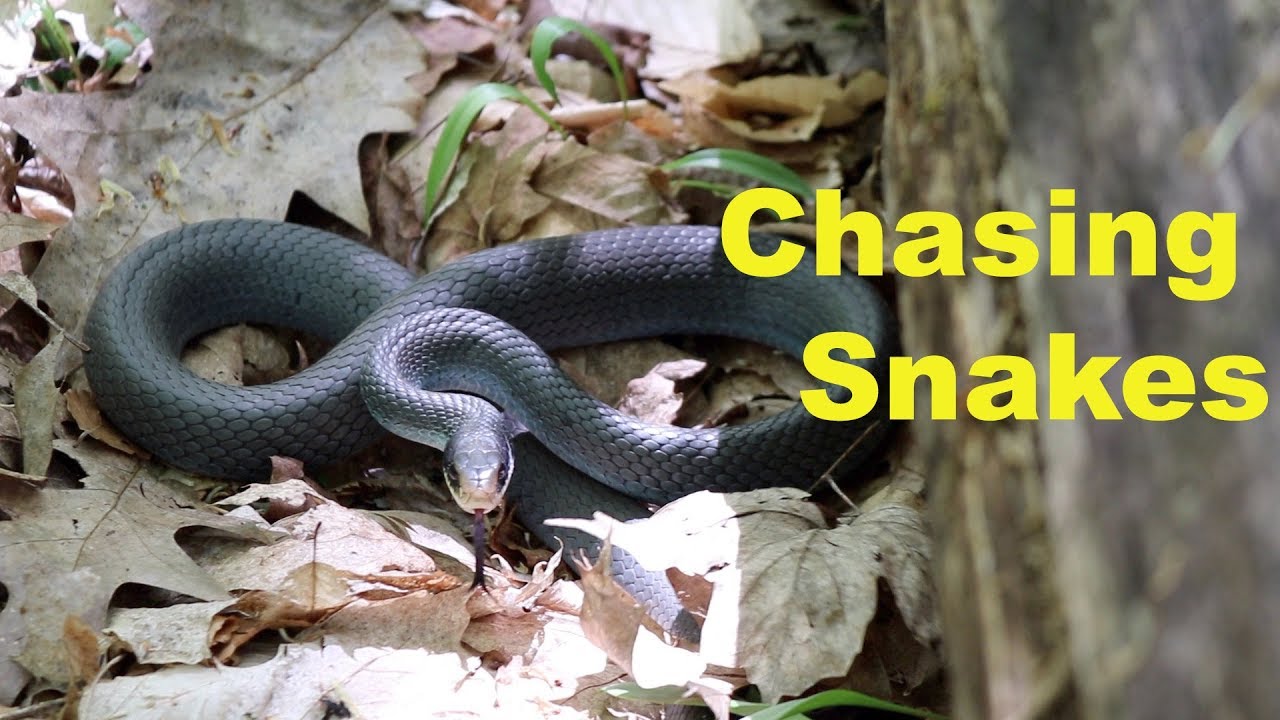 Chasing Blue Racer Snakes They Climb Trees Youtube