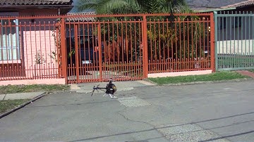 robird g31 and t rex 450 first flight (hover)