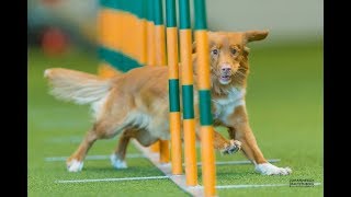 Agility Training with Veronika Herendy (HU)  Nova Scotia Duck Tolling Retriever Caylie