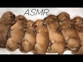 ASMR SLEEPING WITH PUPPIES 🐶｜NEWBORN PUPPY