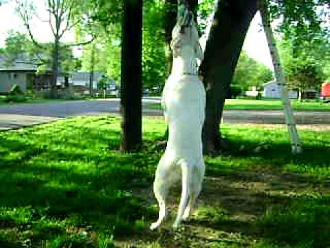 American Bulldog Moto Working His Springpole