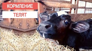 Кормление телят. Комбикорм для молодняка с рождения и до 6 месяцев.