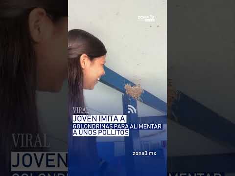 📹🥣 Joven utiliza sonidos de golondrina para alimentar a pichones