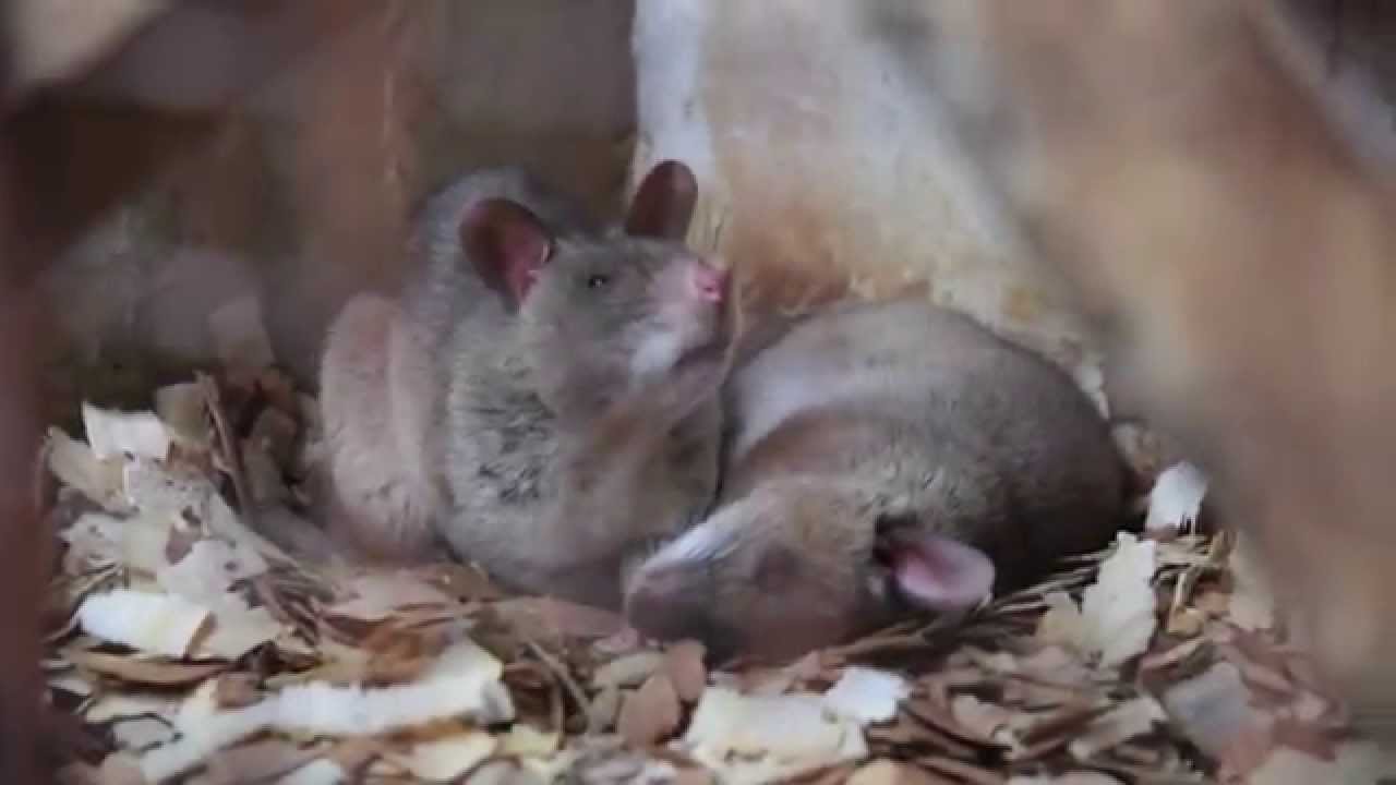 Hero Rats are Here! - Point Defiance Zoo & Aquarium