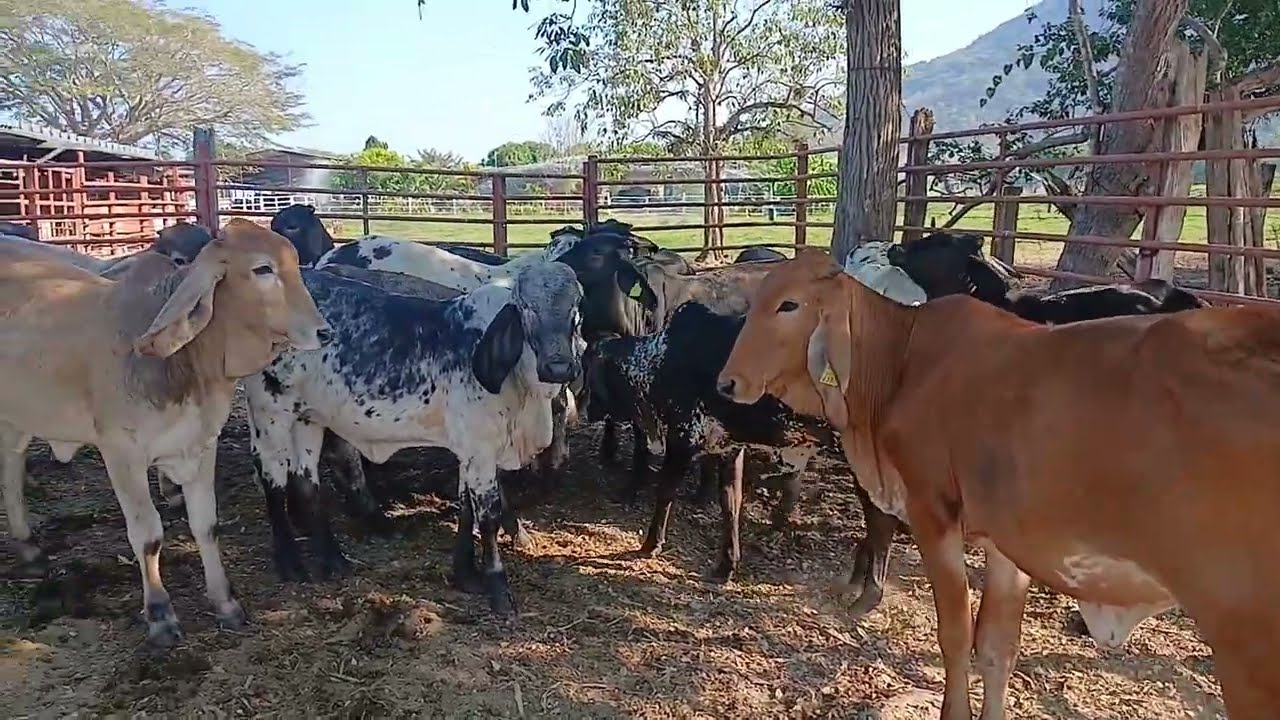 17 veserras sardo negro ala venta pura calidad