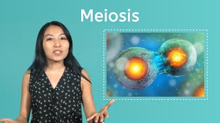 Meiosis - Life Science for Kids!