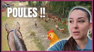 BALY VS UN TROUPEAU DE POULES ! 😂 - Il se passe toujours des choses étranges ici...