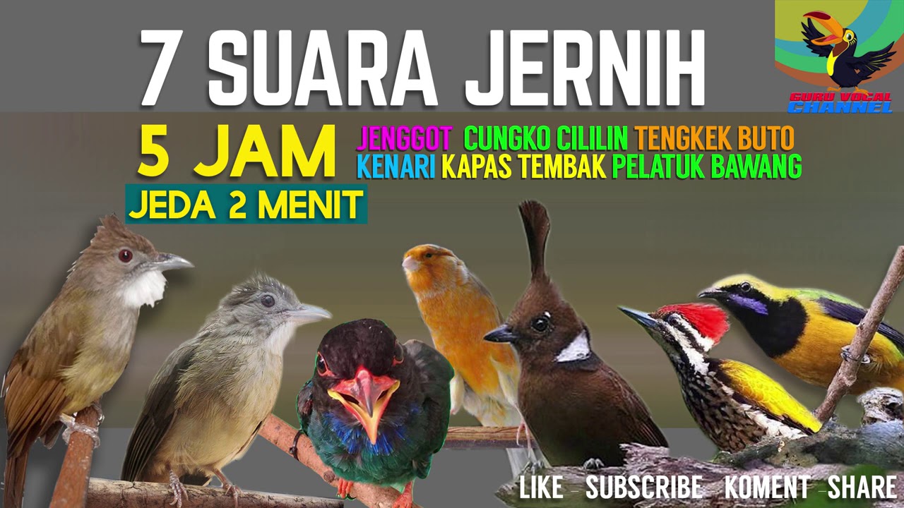 REQUEST MASTERING #1 7in1 MASTERAN KICAU BURUNGJenggot CUNGKO Cililin Tengkek Kenari Walang Pelatuk