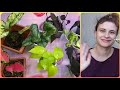 4.5 Новичка!🤣Очень красивые растения😍Цветочные будни🌱Укореняю Гинуру💜Фиолетовый цветок🌿Грунт🌸Дренаж