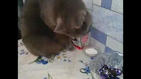 Оказывается моя кошка любит зелёный чеснок