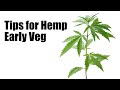 Tips for Hemp in the Early Vegetative Stage