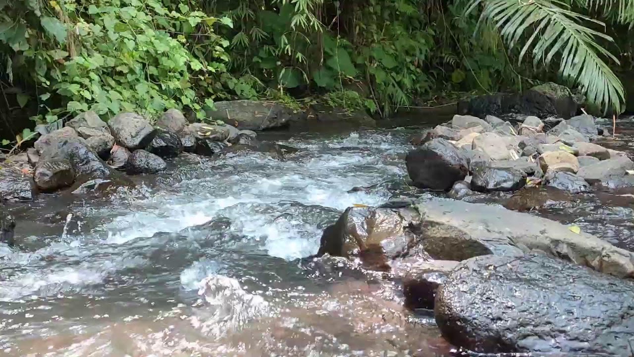 Relaxing River Sound for Study & Focus -  Forest Stream Ambience