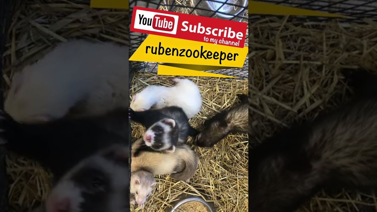 welcome to my animal keeper life