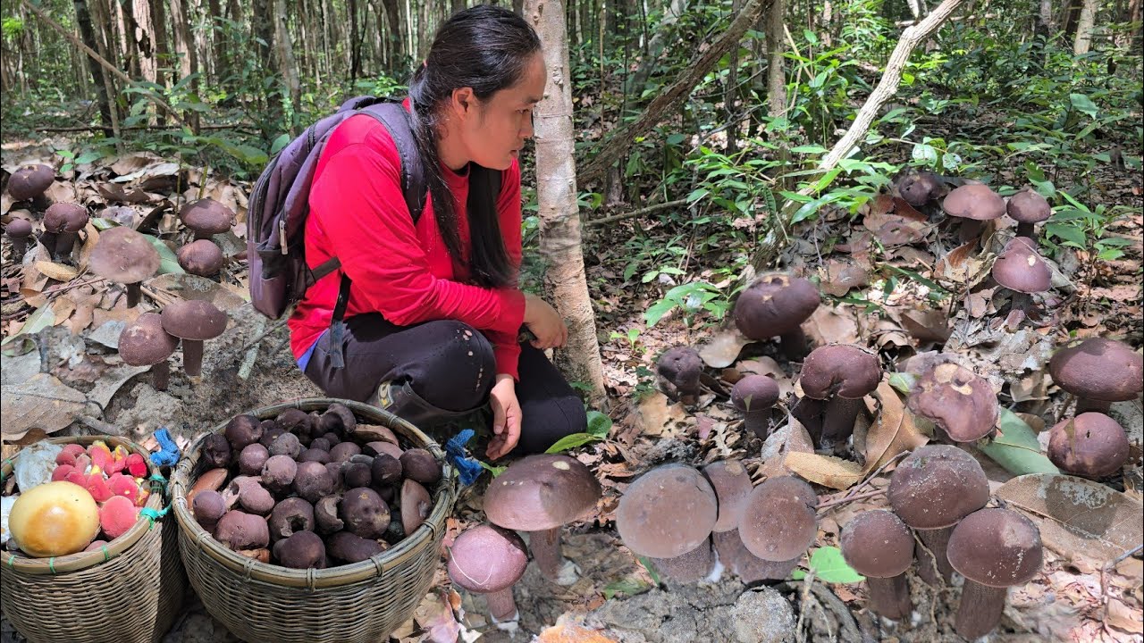 ขึ้นเขาเก็บเห็ดออกใหม่!!อลังการ!!เห็ดผึ้งข้าวก่ำ เห็ดผึ้งแดงขาลายฯ ออกเต็มหมาย!พูนหาบ!!05ส.ค2568