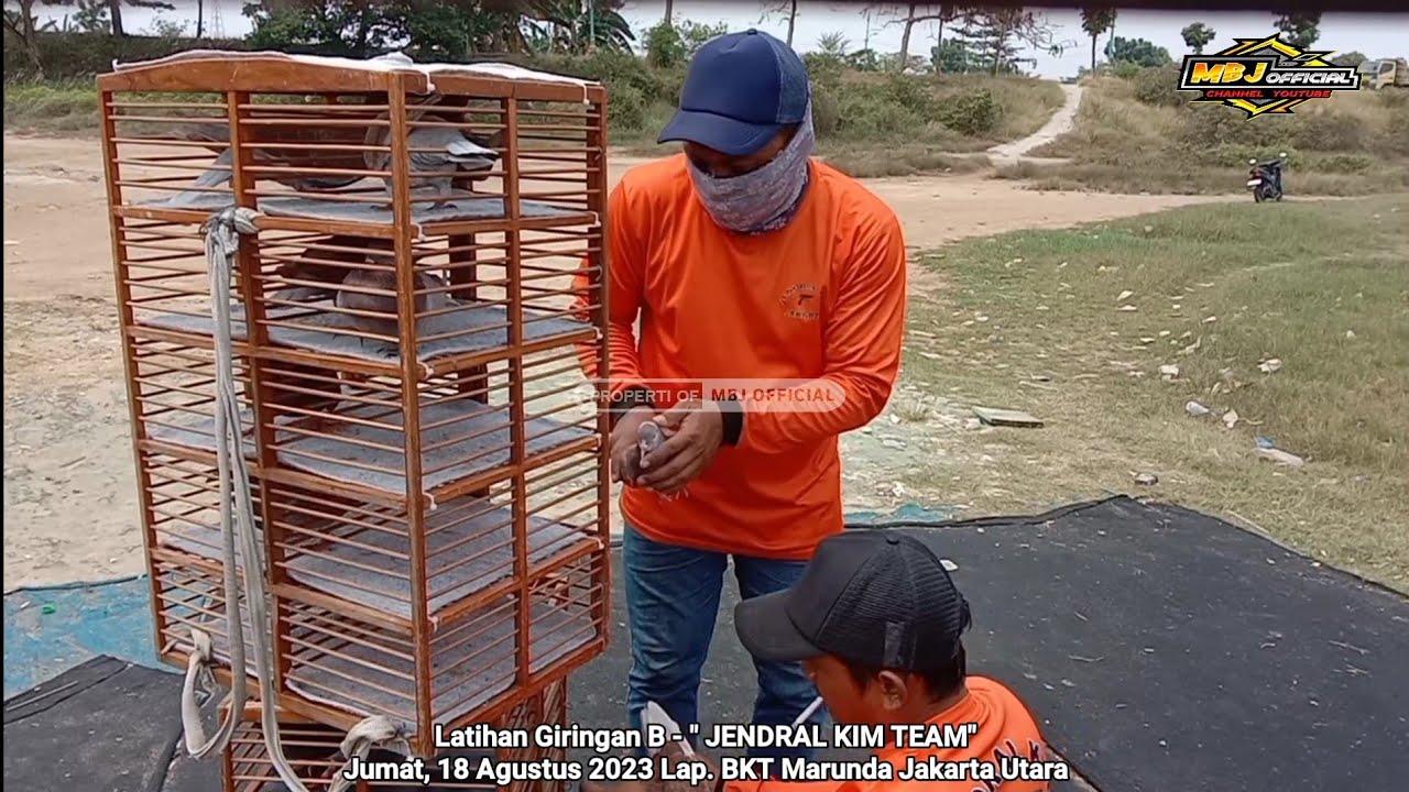 Jendral Kim Melatih Merpati Balap Sprint Jarak 50 M