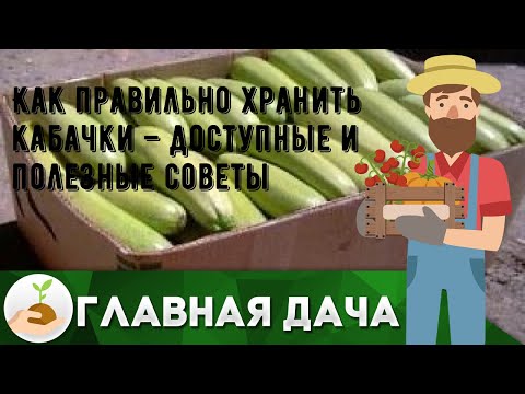 Как правильно хранить кабачки – доступные и полезные советы