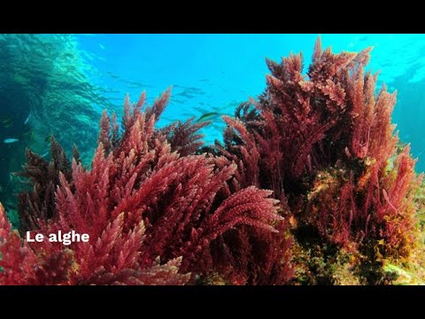 Video: I pesci alga vivono nelle foreste di alghe?
