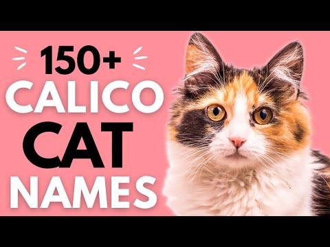 Video: Nomi di gatto unici: Clever Puns Edition