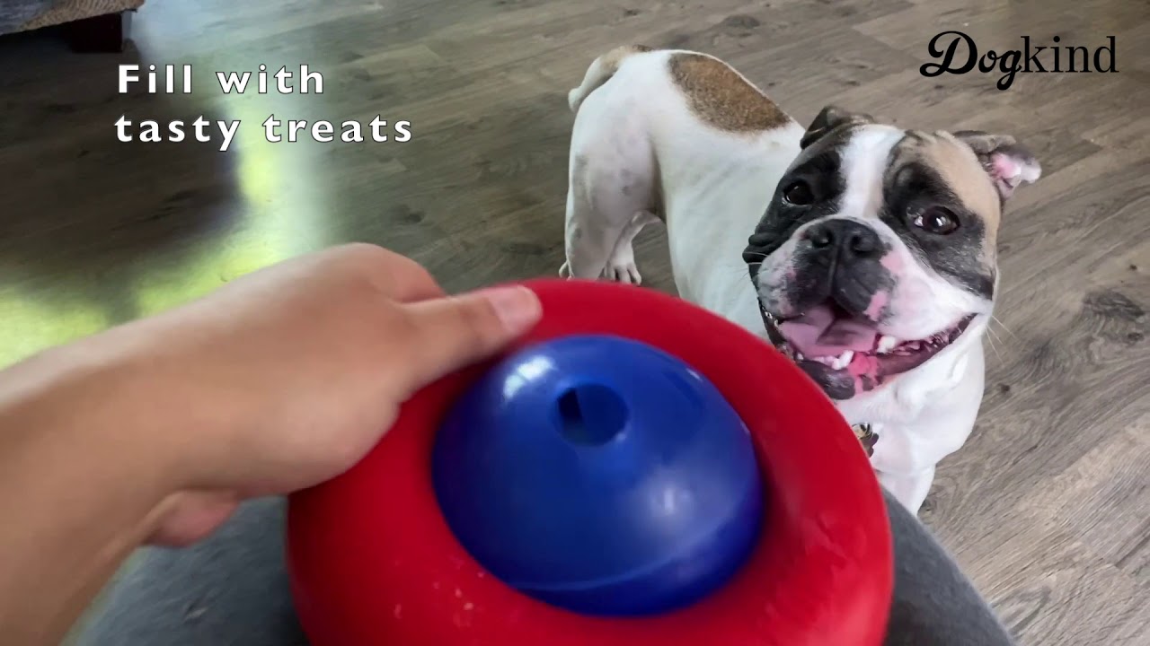 KONG Gyro Treat Dispensing Dog Toy - S