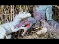 PURPLE SPINOSAURUS VS INDOMINUS REX VS T-REX VS 🦖 Jurassic World Toy Movie | Battle Dinosaur