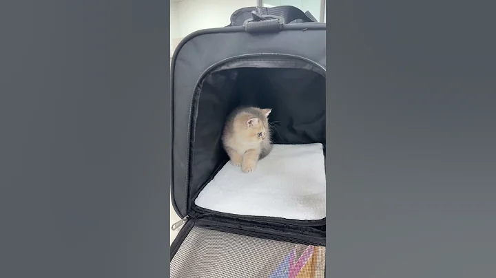 Watch the video about Kitten went to the vet for the first time #kitten #catlove #cutecat #kitty #cuteanimals