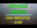 Любопытные зимние  окуньки и плотвички. Сколько же тут мелочи!!! (underwater shooting)