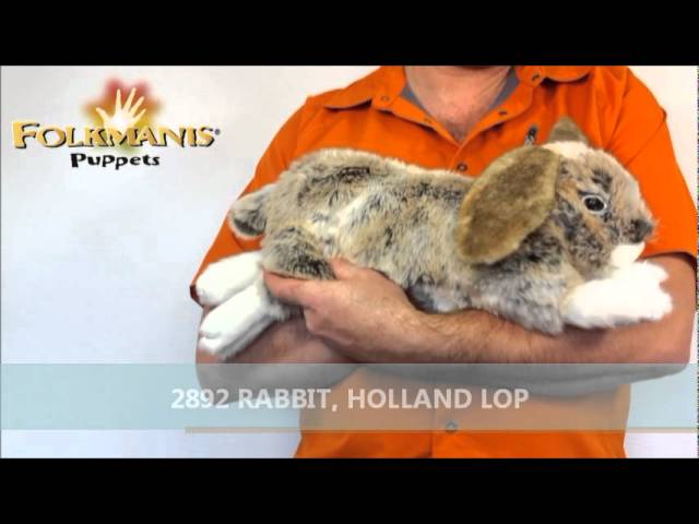 Video: Holandský králík zakrslý