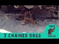 He had these 3 dogs chained all their lives - Afroditi, Tintin & Elvis  - Takis Shelter